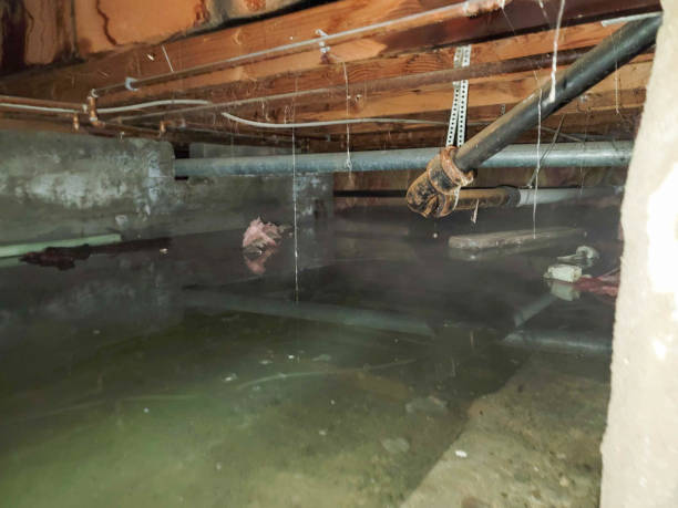 Best Water damage mitigation services  in Cheverly, MD